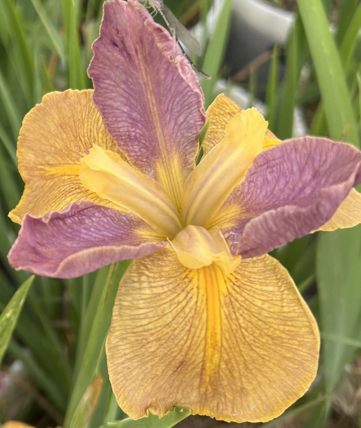 Bayou Tiger
