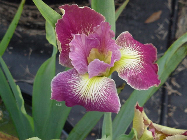 Gertie Butler