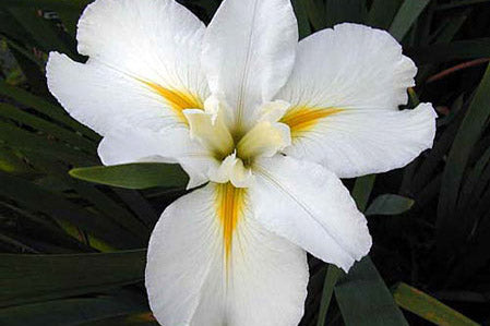 Marie Dolores