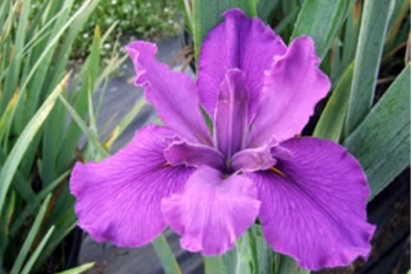 Plum Pleasing