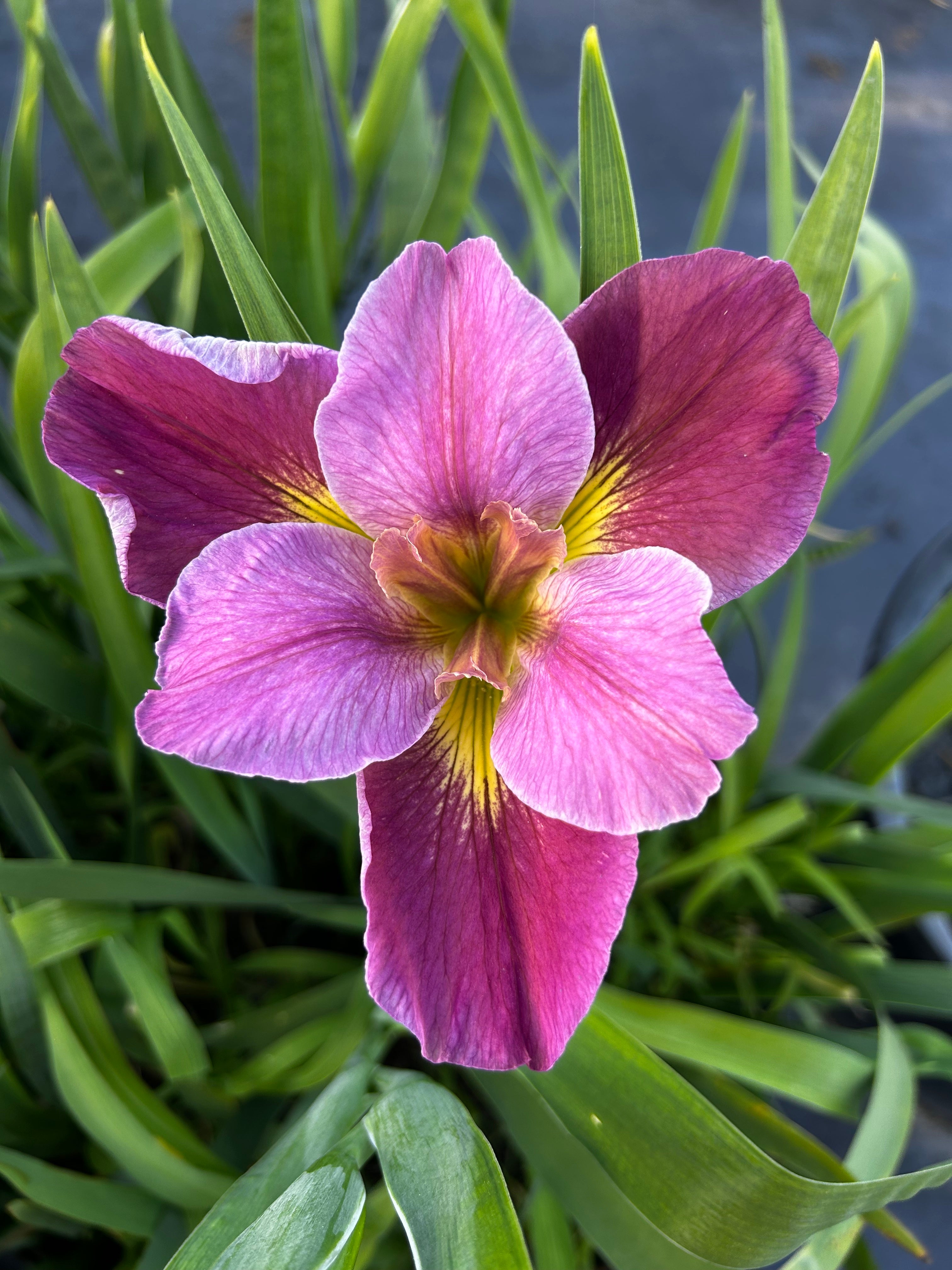 Creole Rhapsody – Louisiana Iris Farms