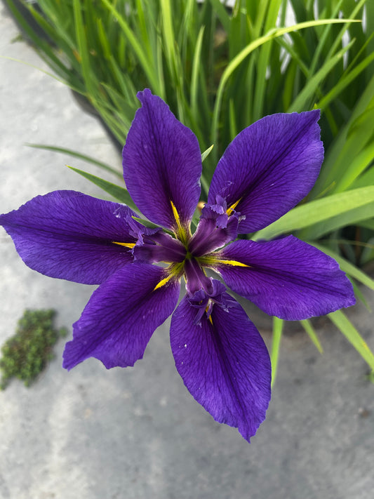 Delta Star