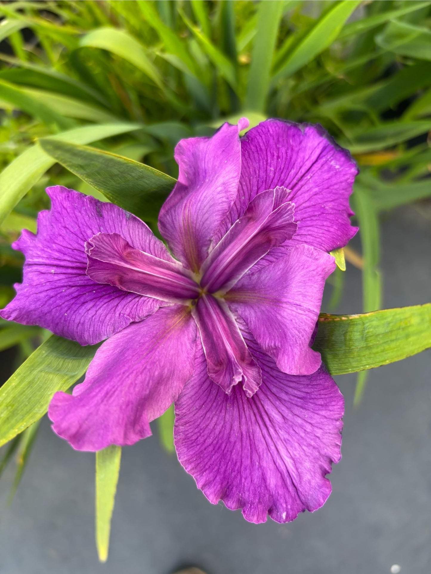 Plum Pleasing
