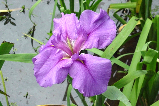 Plantation Beau