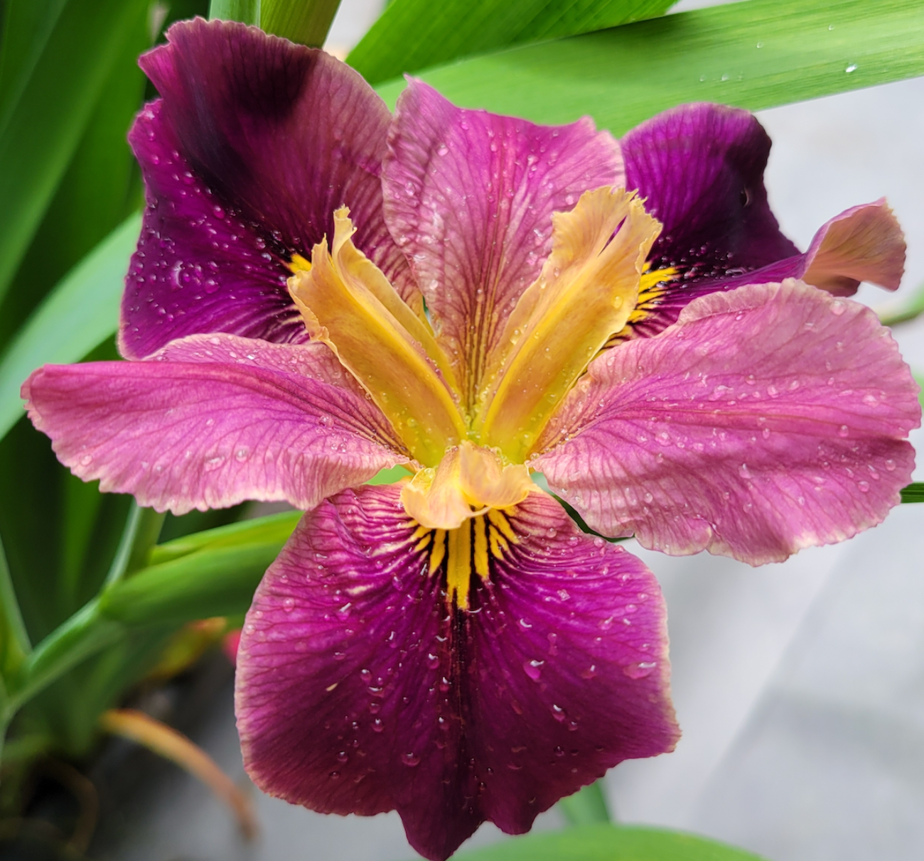 Cajun Rose