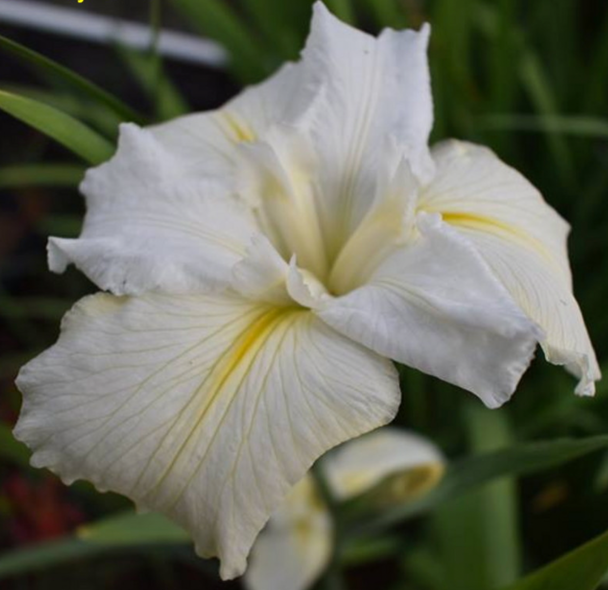 Cajun White Lightning