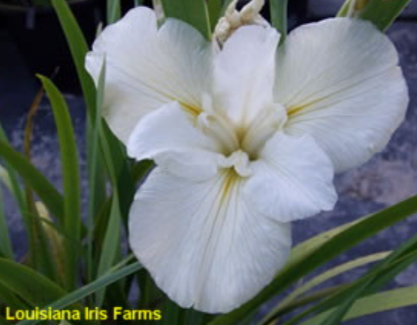 Cajun White Lightning