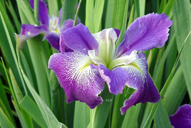 Cest Si Bon iris