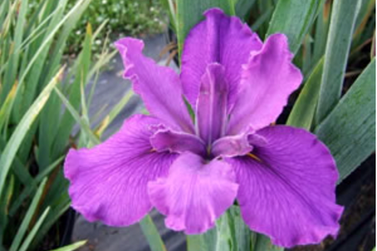 Plum Pleasing