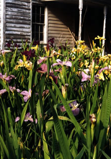 Dorman Hamon's Louisiana Irises.
