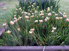 Judy Cole & Eolian irises in a garden in Lafayette, LA.