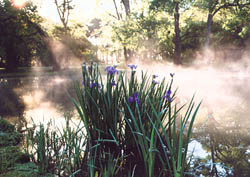 Louisiana Irises on the edge of a pond in the morning mist.