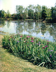 Louisiana Irises at the edge of a pond in Vermilionville.
