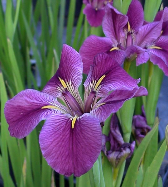 Photographs of Louisiana Irises