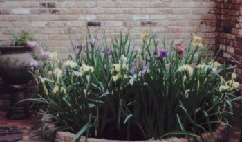 Irises in a Louisiana a Brick Patio.
