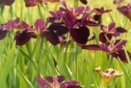 Wine Irises