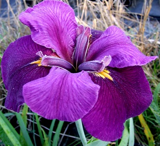 Louisiana Iris - Frederick Douglas