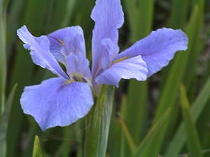 Louisiana Iris - Eolian