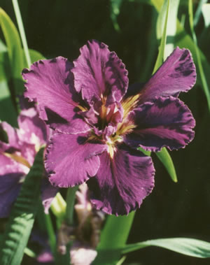Louisiana Iris - Extraordinaire