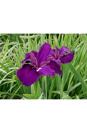 Louisiana Iris - Jeri