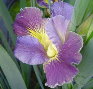 Louisiana Iris - Kentucky Thorobred