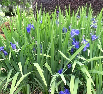 Louisiana Iris - Shades of Dark Blue (