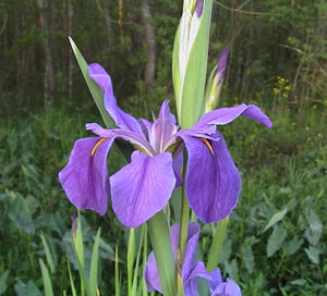 Louisiana Iris - Pegaletta