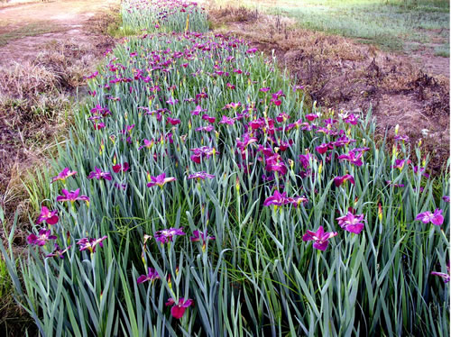 Louisiana Iris - Shades of Red