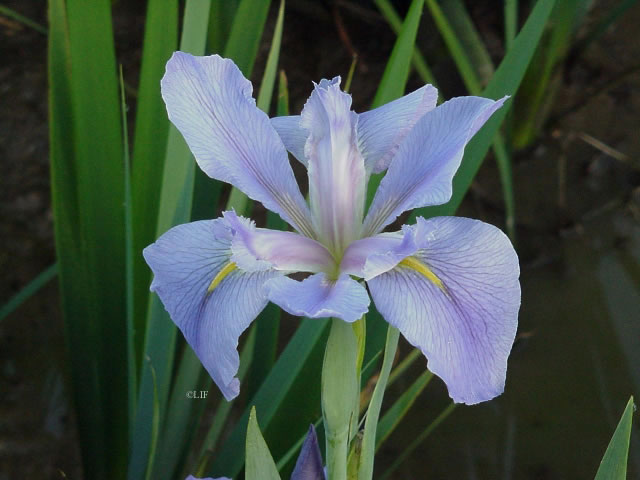 Louisiana Iris - Sea Wisp