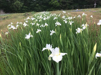 Louisiana Iris - White