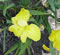Brazos Gold Louisiana iris.