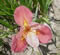 Brazos Shrimp Louisiana iris.