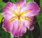 Bright Parasol Louisiana iris.