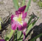 Ichiban Louisiana iris.