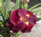 King Rex Louisiana iris