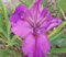 Plum Pleasing Louisiana iris