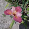 Santa Fe Tile Louisiana iris.