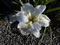 View larger image of C'set Magnifique Iris