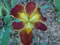 Click to view larger Cajun Sunrise Iris