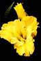Canary Duet Louisiana iris