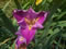 View larger image of Charlie's Tress Iris