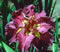 Charlotte's Tutu Louisiana iris