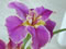 Chuck Begnaud Louisiana iris