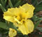 Classical Note Louisiana iris