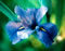 View larger image of Clyde Redmond Iris