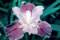 View larger image of Colorific Iris