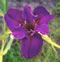 Concours D'Elegance Louisiana iris
