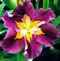 Coonawarra Claret Louisiana Iris