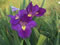 Coorabell Louisiana Iris