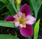 Creole Rhapsody Louisiana iris
